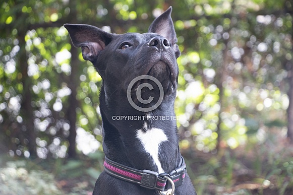 Staffordshire terrier mix (Maya) Dog Staffordshire terrier mix (Maya) Dog