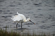 The Eurasian spoonbill