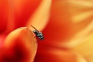 macro of a fly on the flower.