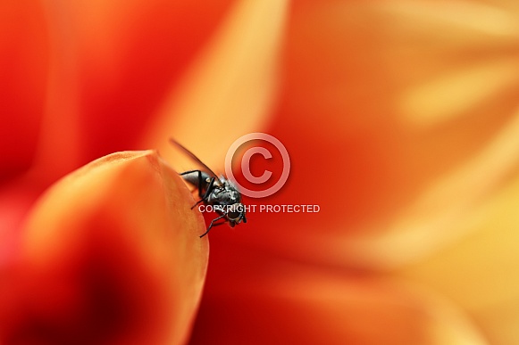 macro of a fly on the flower.