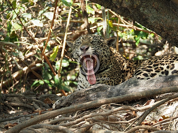 Jaguar