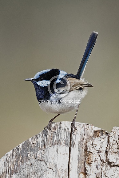 Superb fairy wren (wild)