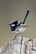 Superb fairy wren (wild)