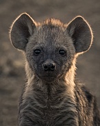 Hyena Headshot