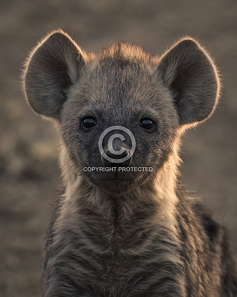 Hyena Headshot Hyena Headshot