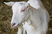 Saanen White Goat
