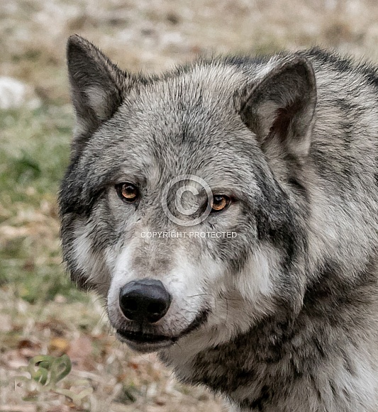 Gray or grey wolf in winter Gray or grey wolf in winter