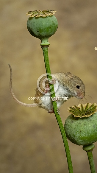 Harvest Mouse
