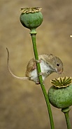 Harvest Mouse
