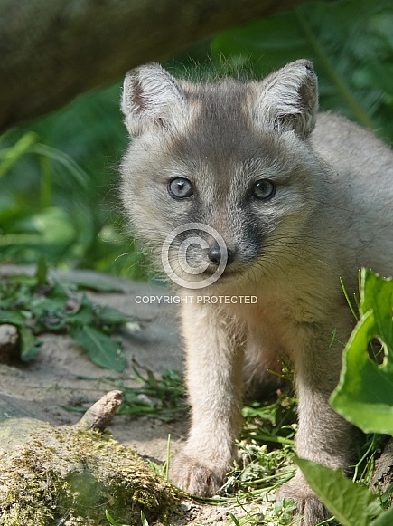 Corsac Fox