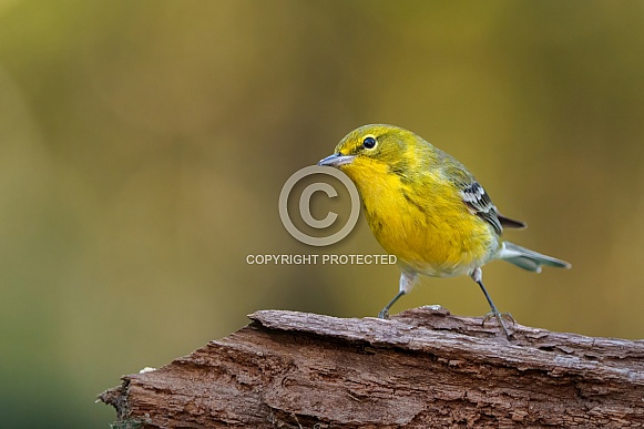 Pine Warbler