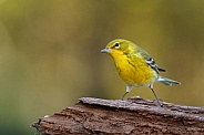 Pine Warbler