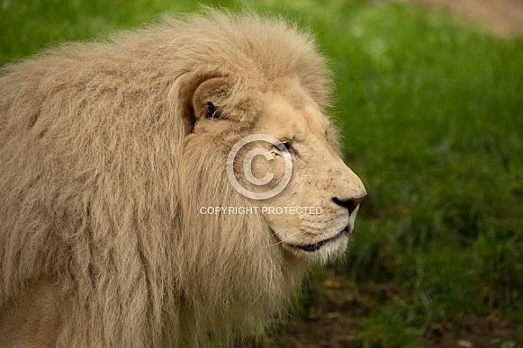 African White Lion African White Lion