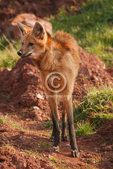 Maned Wolf Maned Wolf