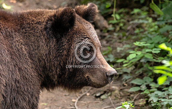 European Brown Bear Side Profile