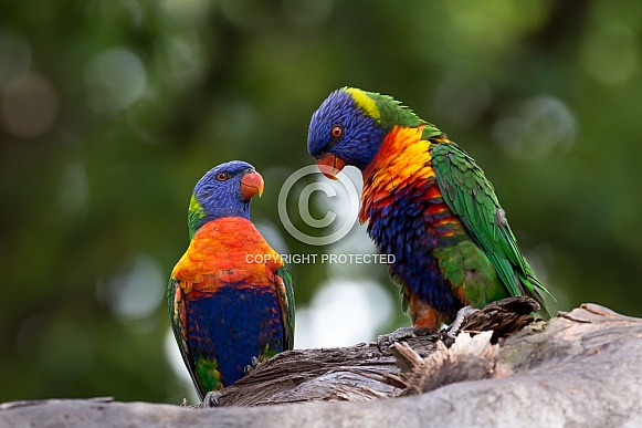Rainbow lorikeet Rainbow lorikeet