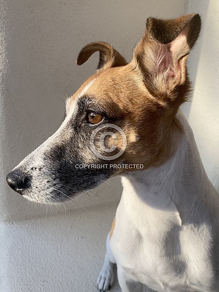 Jack Russell Terrier