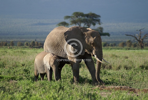 African Elephant & Calf