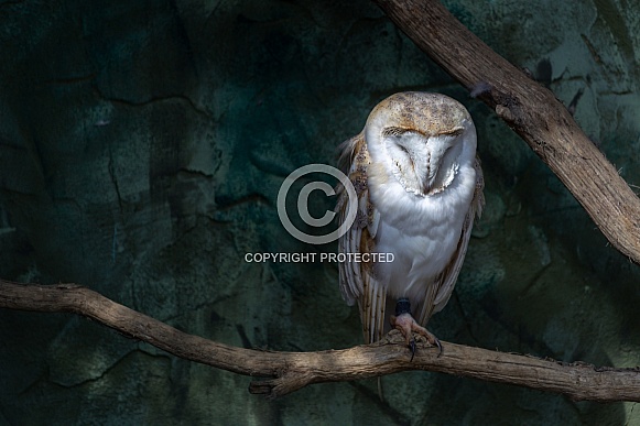 Barn owl