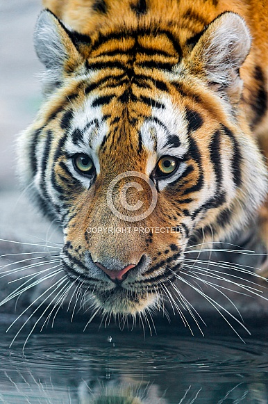 Amur Tiger Amur Tiger