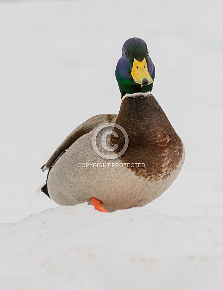 Mallard