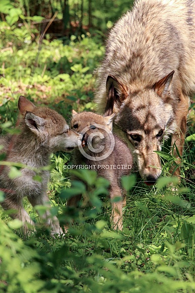 Wolf and Wolf Pups