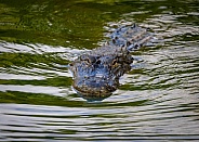 Florida alligator