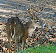 White tail deer