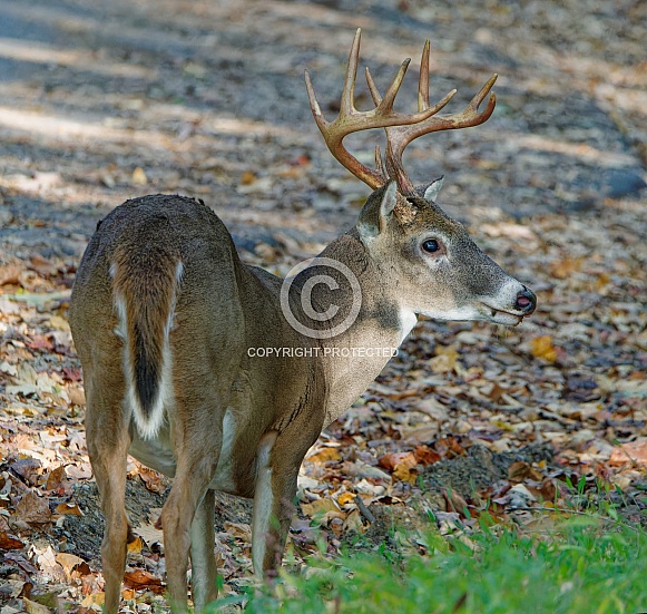 White tail deer