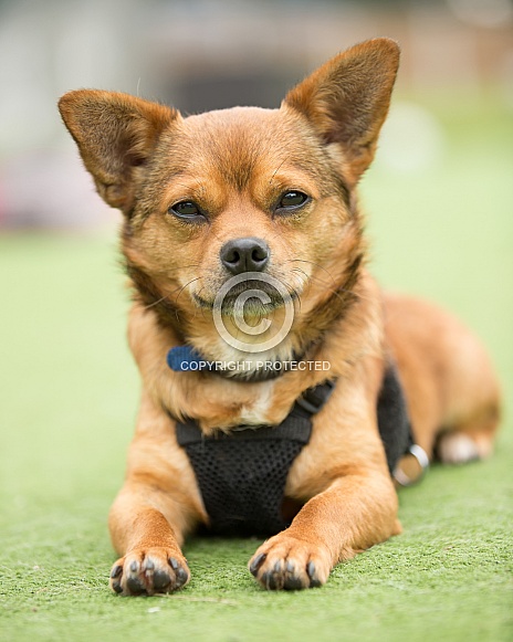 Chihuahua Cross Chihuahua Cross