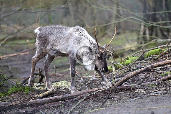 Reindeer
