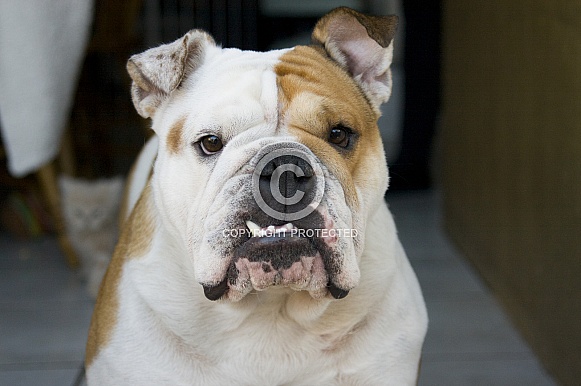 Bulldog