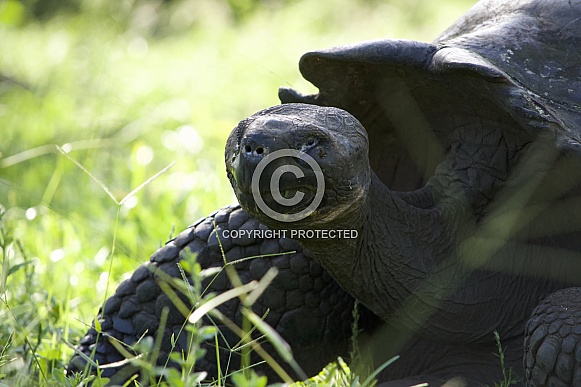 Galapagos giant tortoise