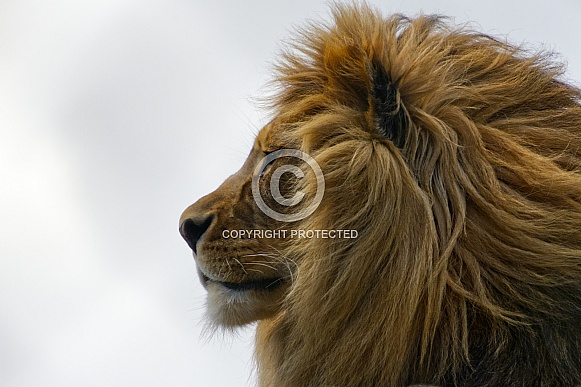 African Lion