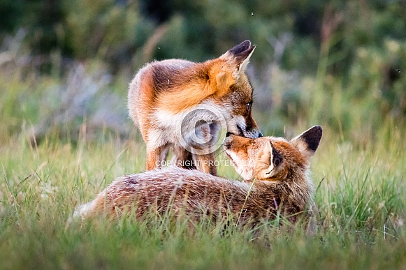 Young fox and parent