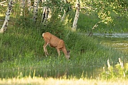 Mule deer, Odocoileus hemionus