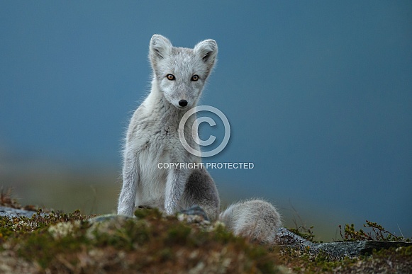 Arctic fox