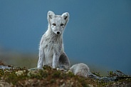 Arctic fox