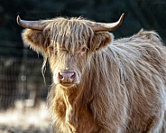 Scottish Highland Cattle-Blond Scottish Highland
