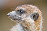 Profile of a meerkat