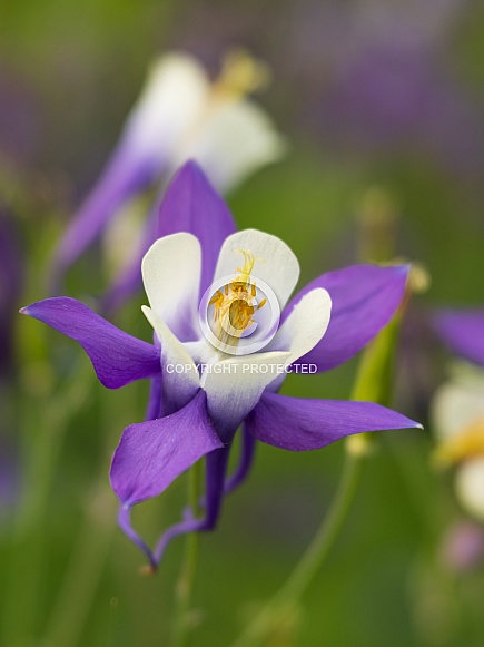 A Columbine Flower in Alaska