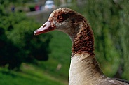 Egyptian Goose