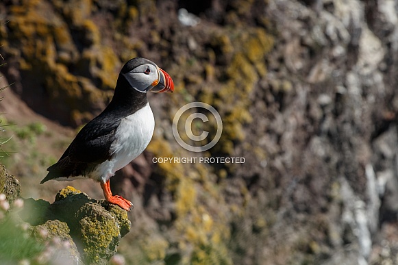 Puffin the birds from the arctic. Puffin the birds from the arctic.