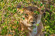 Lioness hiding in bushes