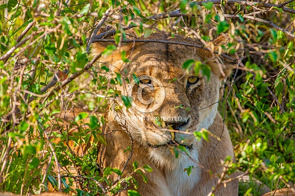 Lioness hiding in bushes