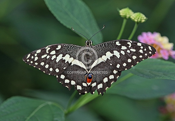 Chequered Swallowtail