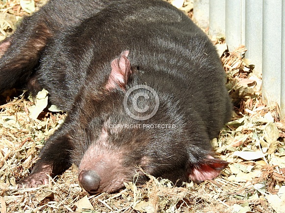 Tasmanian Devil