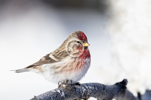 Common Redpoll in Alaska