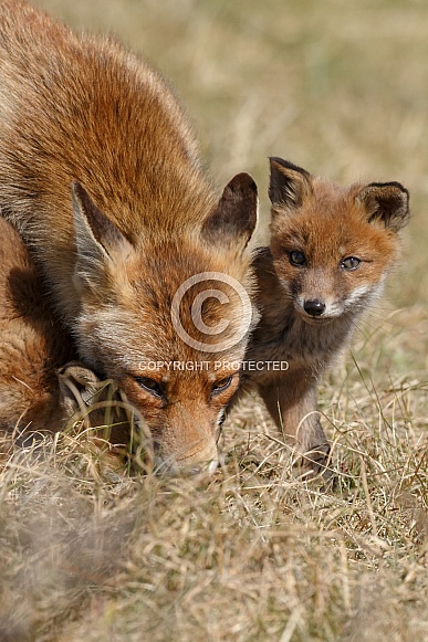 Red fox in Nature