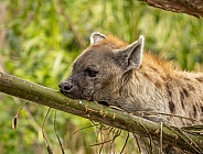 Spotted HyenaSpotted Hyena carrying palm fran in mouth